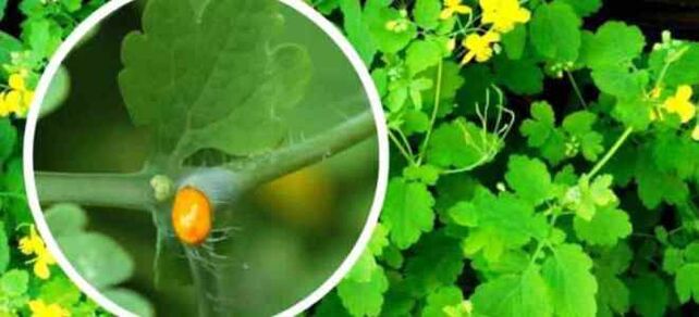 Celandine για τη θεραπεία του μύκητα νυχιών